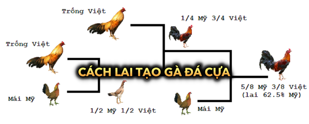 Cách lai tạo gà đá cựa để trở thành chiến kê thực thụ