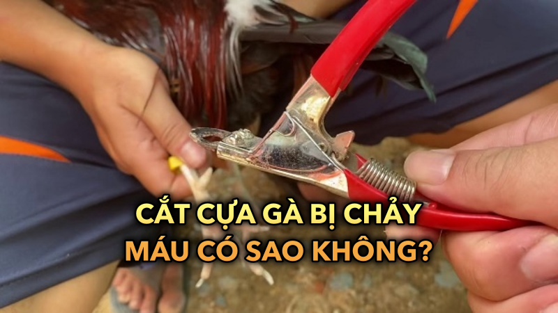 Giải mã câu hỏi cắt cựa gà bị chảy máu có sao không?